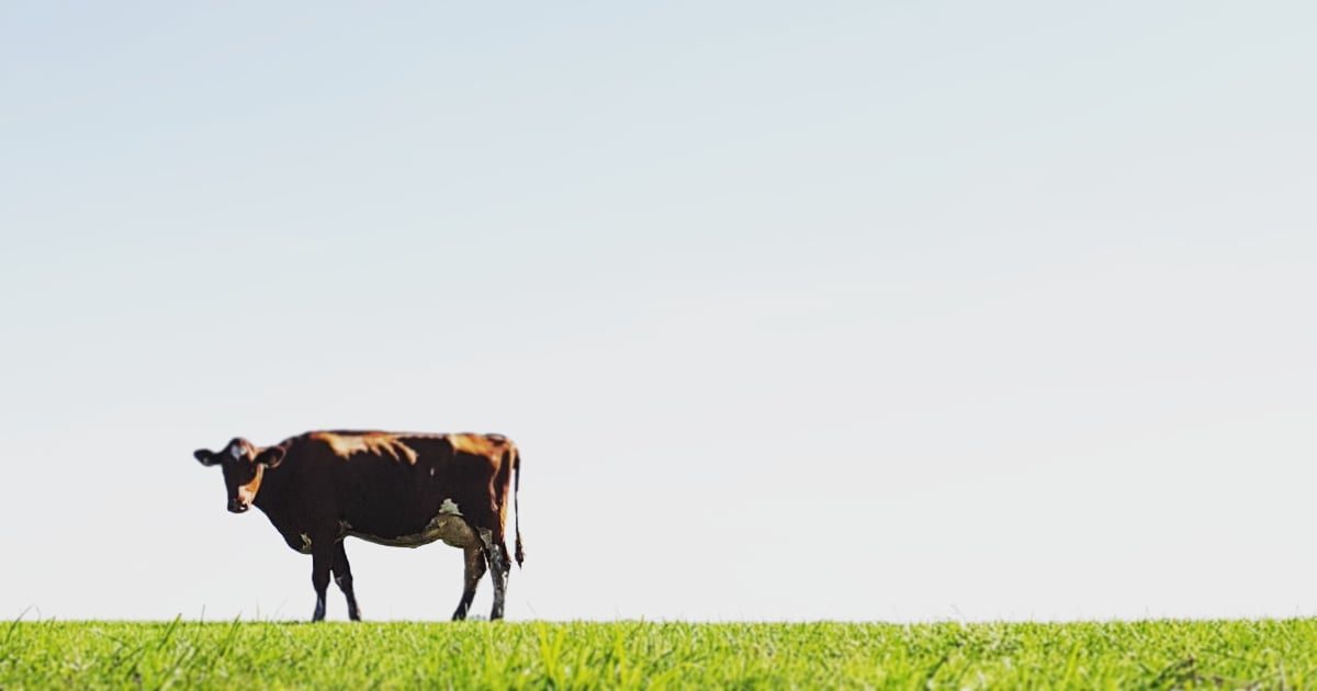 Rural Key Person & Farm Business Insurance
